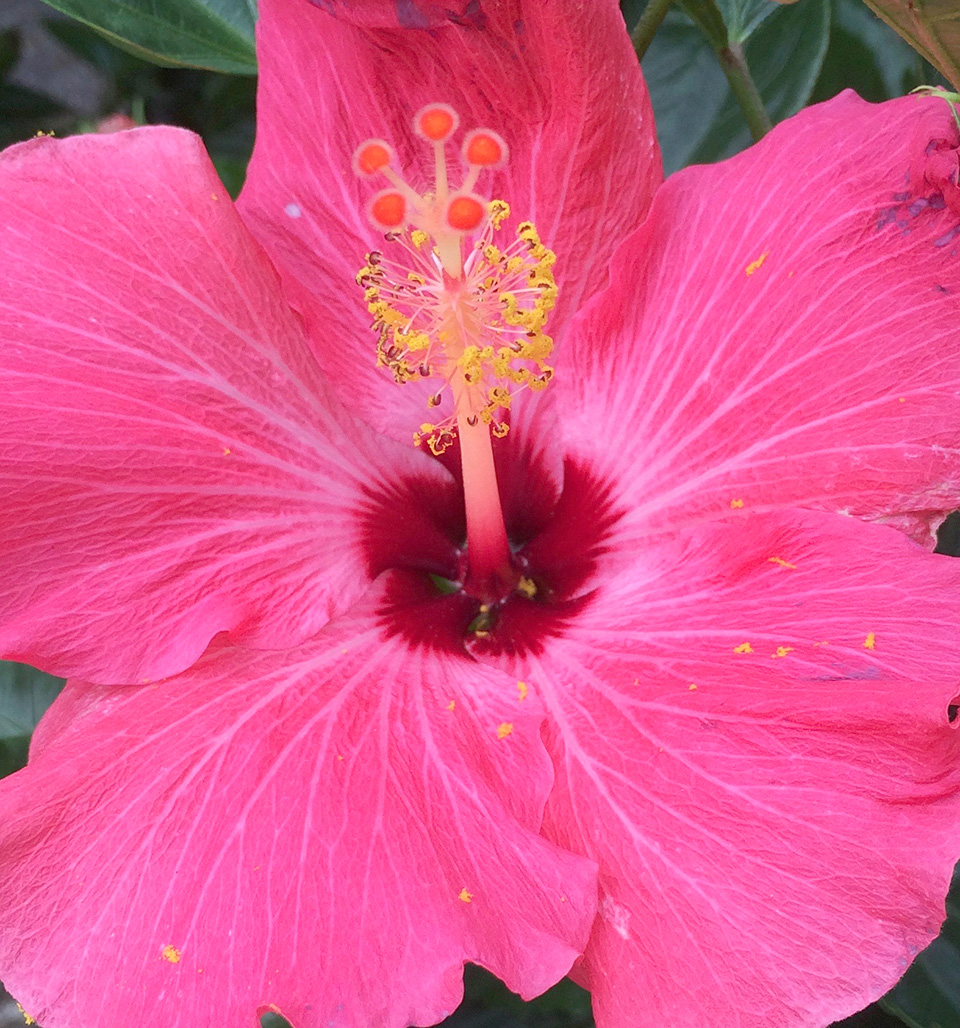 Pink Hibiscus