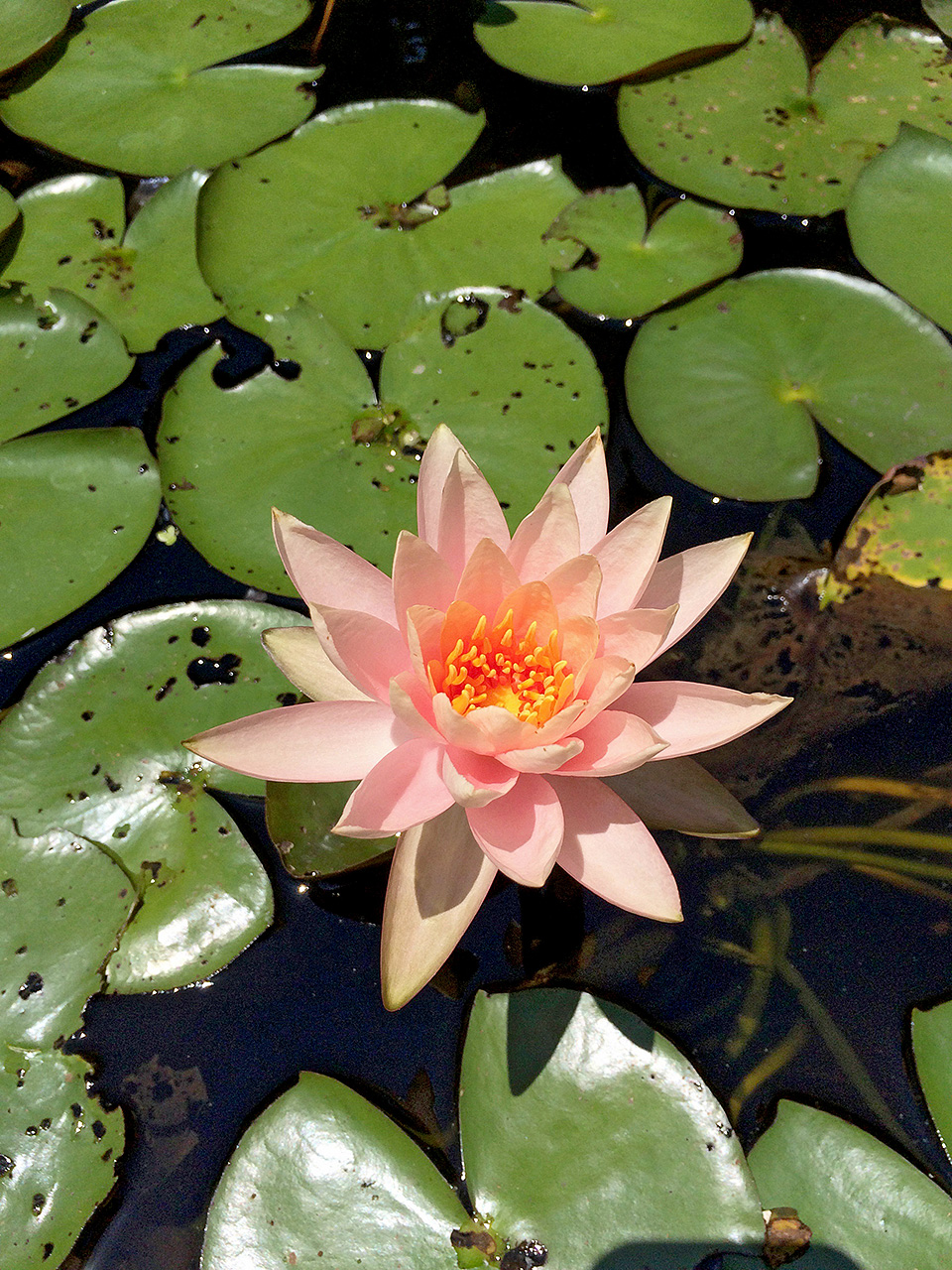 Water lily, Brookgreen Gardens