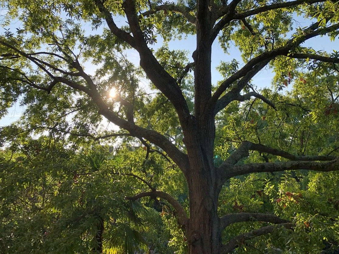 Old oak tree on the UofSC Columbia campus. Sunlight is shinning through its leaves.